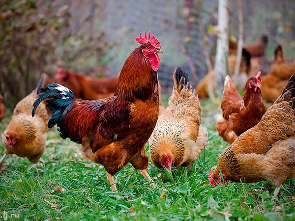 Породы куриц | ЗооТом - продажа, вязка и услуги для животных в Бердске