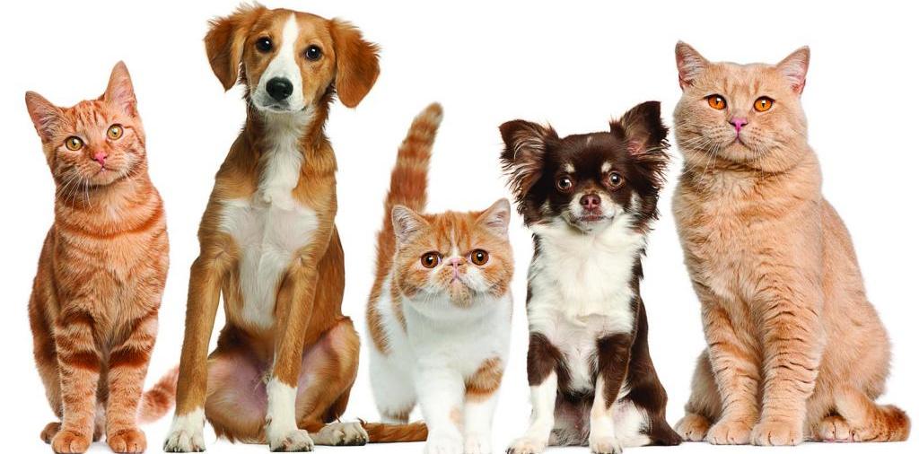 Доска объявлений о животных | ЗооТом - продажа, вязка и услуги для животных в Бердске