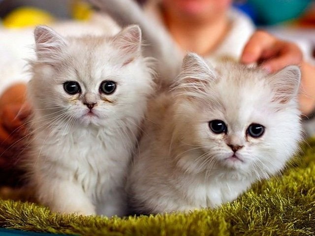 Породы кошек в Бердске | ЗооТом портал о животных