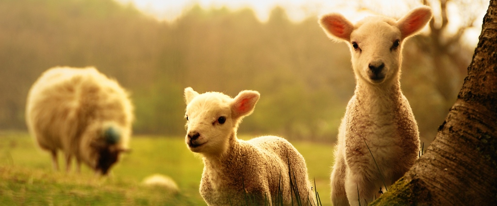 Объявления о сельскохозяйственных животных | ЗооТом - продажа, вязка и услуги для животных в Бердске