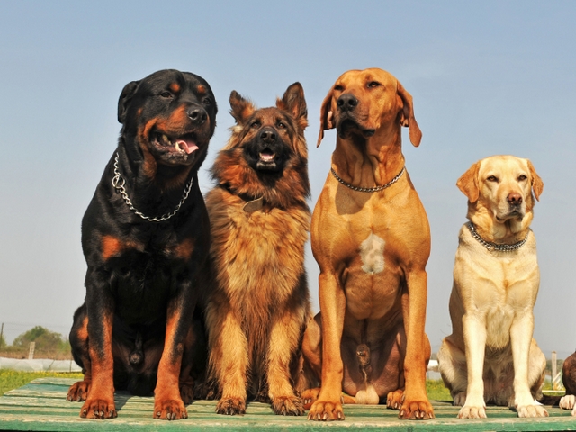 Крупные породы собак в Бердске | ЗооТом портал о животных